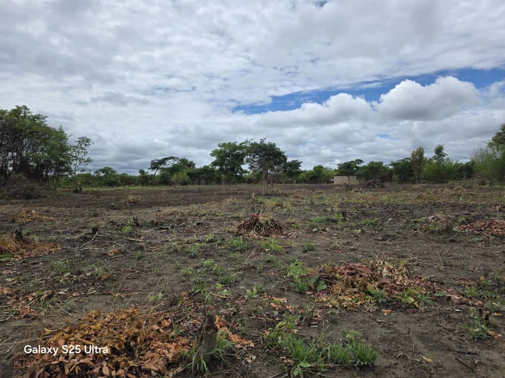 Cleared field for maize